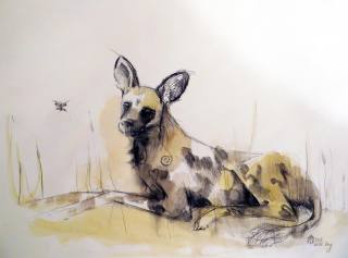 African Wilddog Prints